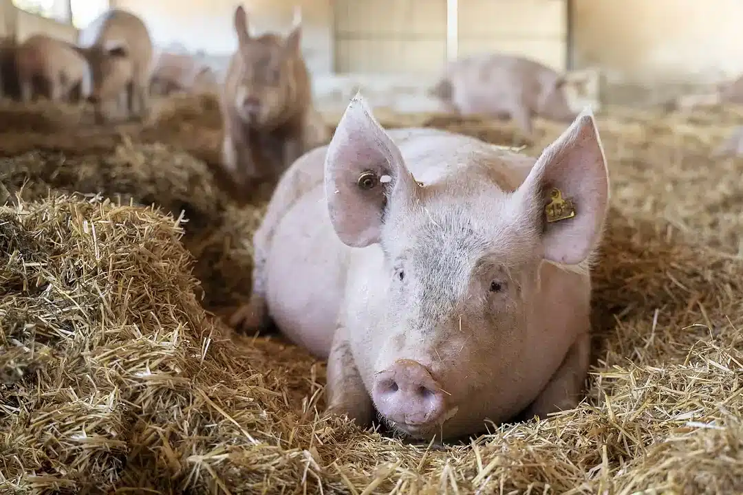 cual es la diferencia entre lechon y cerdo guia para entender el contraste