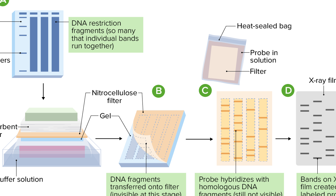 cuales son las diferencias entre southern blot northern blot y western blot