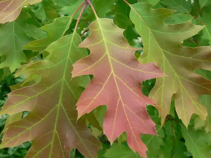 cuales son las diferencias entre un roble y una encina guia para identificar arboles