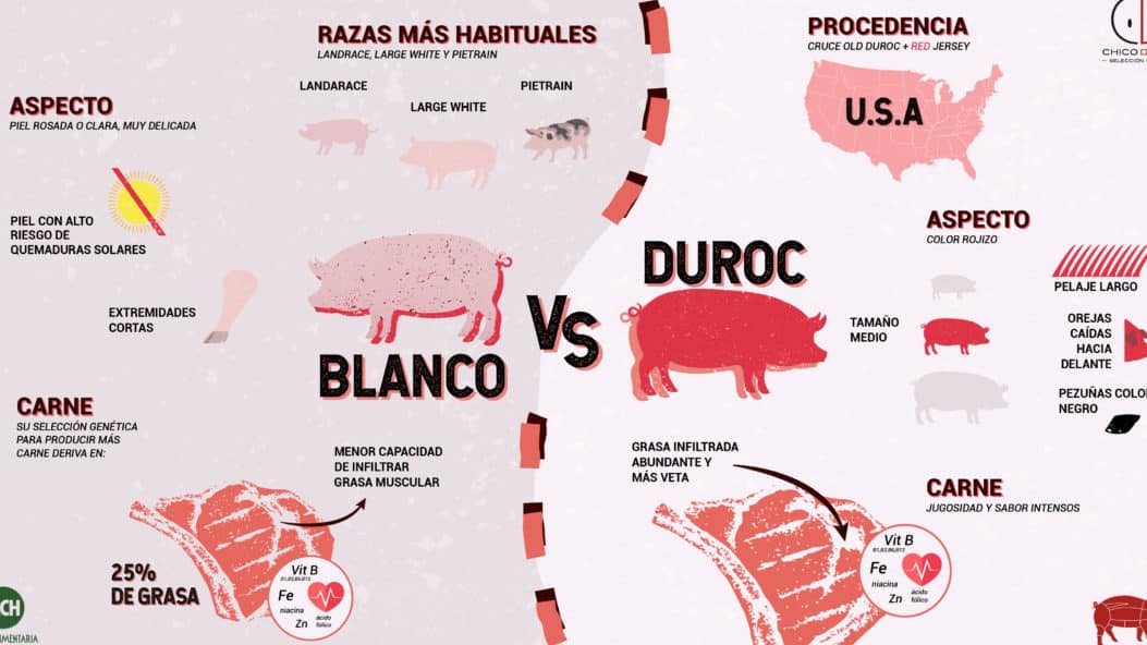 cuales son las principales diferencias entre el lechon y el cerdo descubrelo ahora