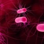 cuales son las principales diferencias entre las arqueobacterias y las eubacterias