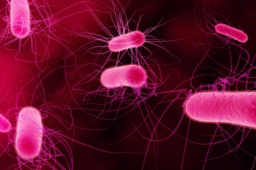 cuales son las principales diferencias entre las arqueobacterias y las eubacterias
