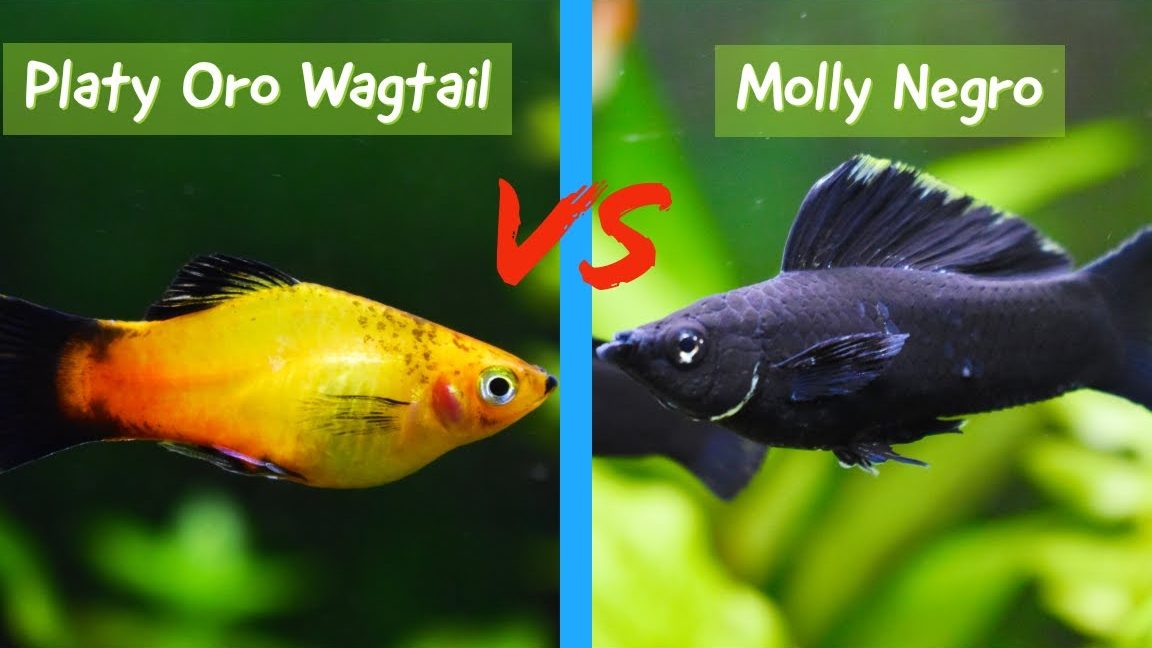 cuales son las principales diferencias entre molly y platy