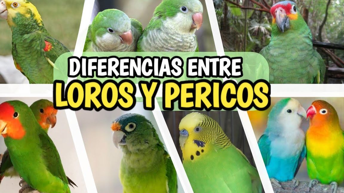 cuales son las principales diferencias entre un perico y un loro