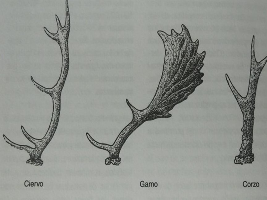 descubre las notables diferencias entre corzos y ciervos