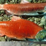 cual es la diferencia entre el salmon coho y el salar descubre aqui