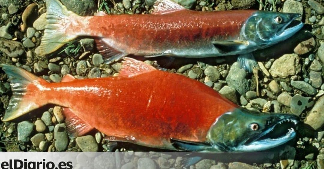 cual es la diferencia entre el salmon coho y el salar descubre aqui