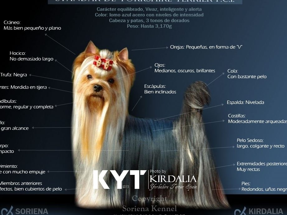 cual es la diferencia entre el yorkshire terrier y el silky terrier guia de comparacion 1