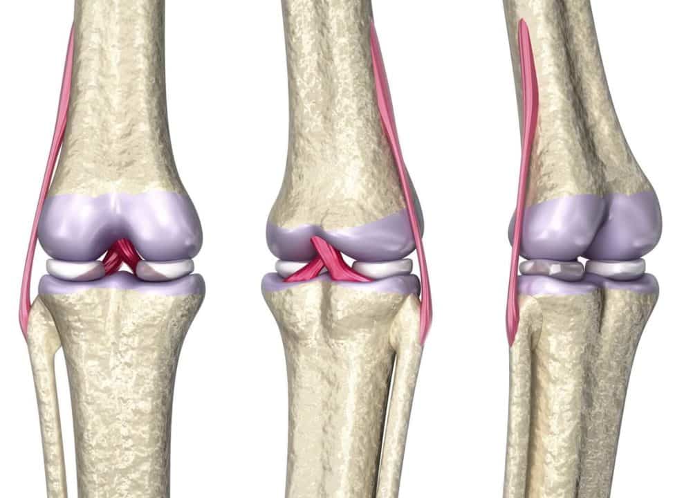 cuales son las diferencias entre ligamentos y tendones explora sus caracteristicas y funciones