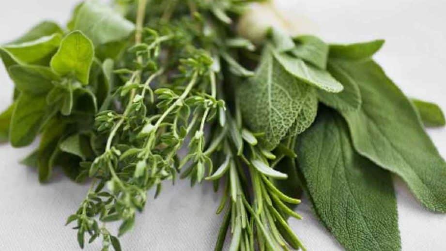 cuales son las diferencias entre oregano y tomillo un analisis de los usos y beneficios de estas hierbas aromaticas