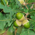 cuales son las diferencias entre quercus robur y quercus pyrenaica