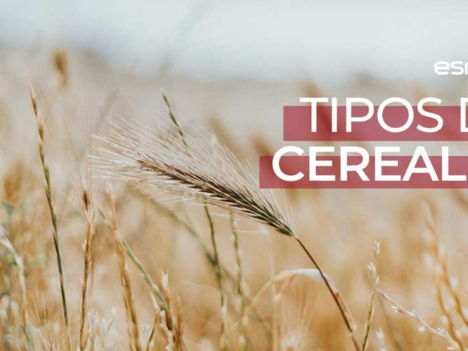cuales son las diferencias entre semillas y cereales guia paso a paso