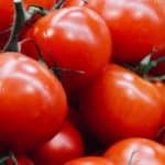 cuales son las diferencias entre tomate tamizado y frito descubre aqui