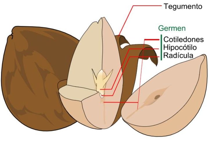 cuales son las diferencias entre una semilla y un cereal explicacion detallada