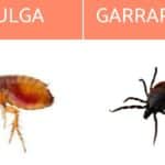 cuales son las principales diferencias entre las pulgas y las garrapatas