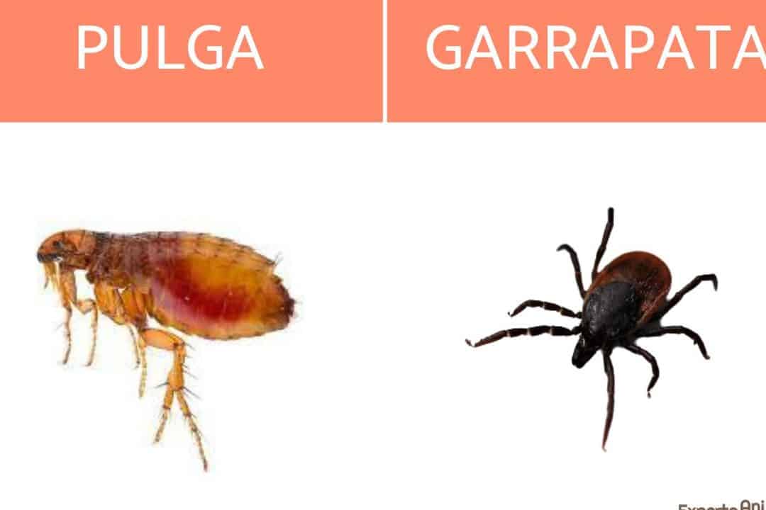 cuales son las principales diferencias entre las pulgas y las garrapatas