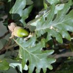cuales son las principales diferencias entre quercus robur y quercus pyrenaica