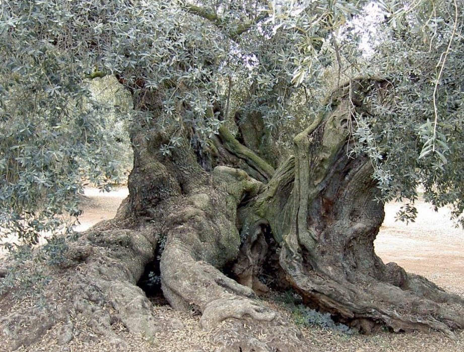 descubra la diferencia entre el olivo y el acebuche todo lo que necesita saber