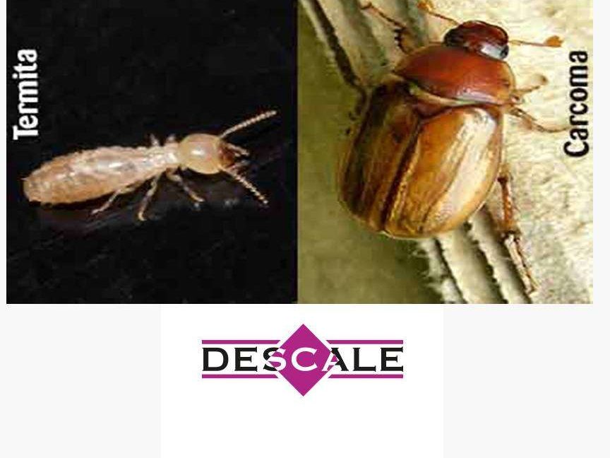 descubre la diferencia entre termitas y carcoma tipos caracteristicas y control