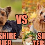 descubre las diferencias entre los perros yorkshire terrier y silky terrier