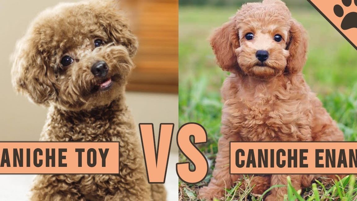 las claras diferencias entre el caniche toy y el caniche enano