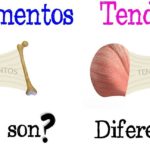 los tendones y los ligamentos cuales son las diferencias