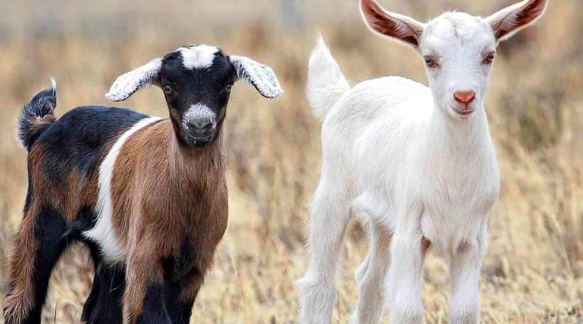 cuales son las diferencias entre cabrito y cordero exploramos la distincion