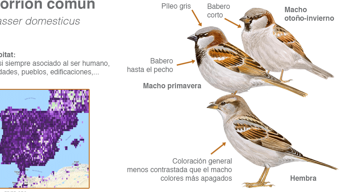 cuales son las diferencias entre el vencejo y la golondrina un analisis de caracteristicas para ayudarte a comprenderlas mejor