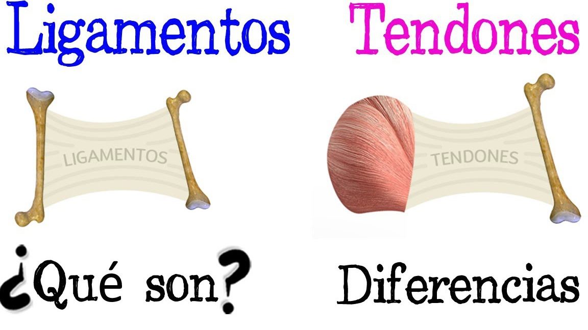 cuales son las diferencias entre los ligamentos y los tendones explicacion detallada