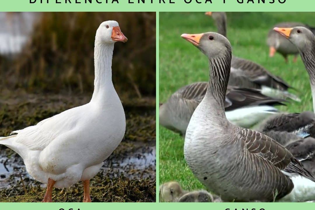 cuales son las diferencias entre oca y ganso exploramos las distintas caracteristicas de estos animales