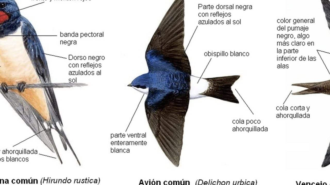 cuales son las diferencias entre vencejos y golondrinas guia completa para entender estas aves