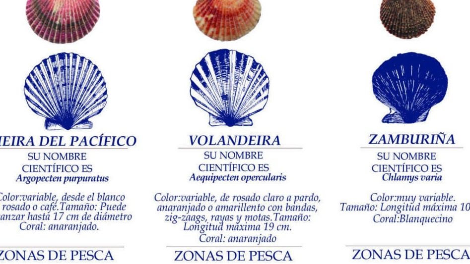 cuales son las diferencias entre zamburina vieira y volandeira una guia para entenderlas