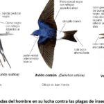 cuales son las principales diferencias entre el vencejo y la golondrina 1