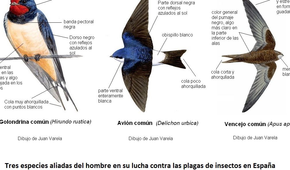 cuales son las principales diferencias entre el vencejo y la golondrina 1