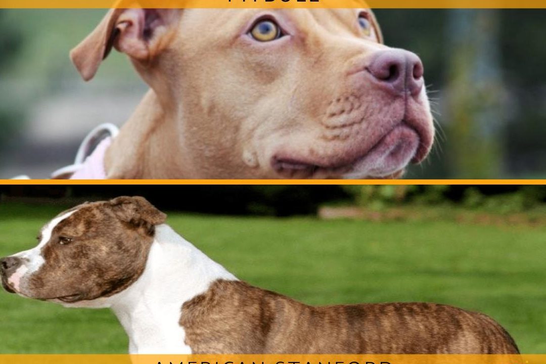 cuales son las principales diferencias entre un pitbull y un stanford guia completa