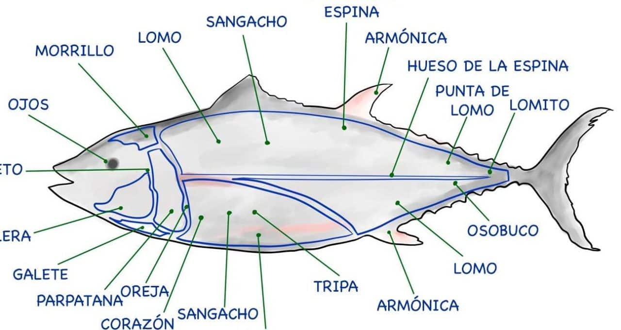 cuales son las principales diferencias entre ventresca y ijada