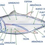 cuales son las principales diferencias entre ventresca y ijada