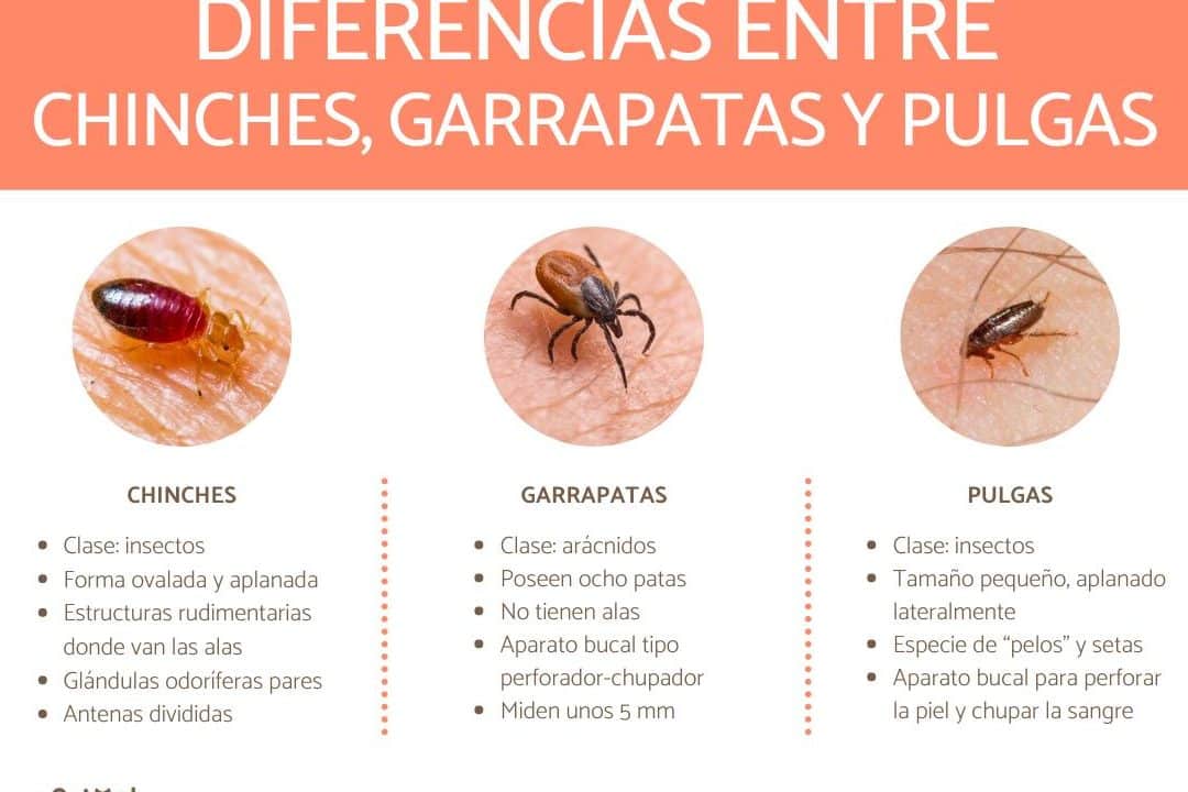 descubre las diferencias entre chinches y pulgas lo que debes saber