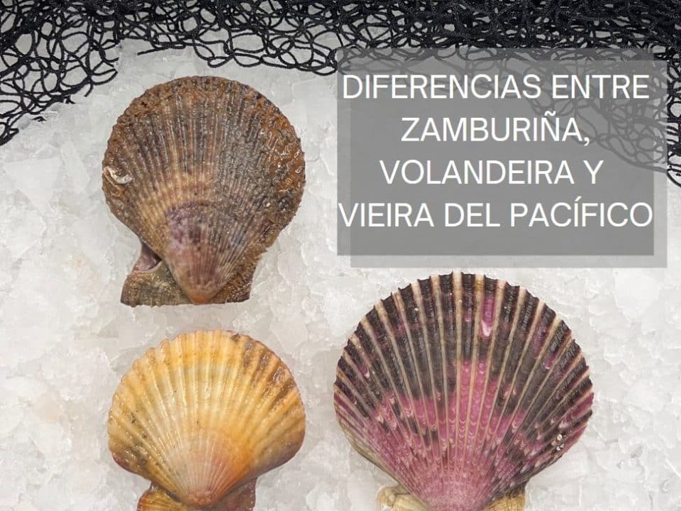 descubre las diferencias entre la vieira y la zamburina