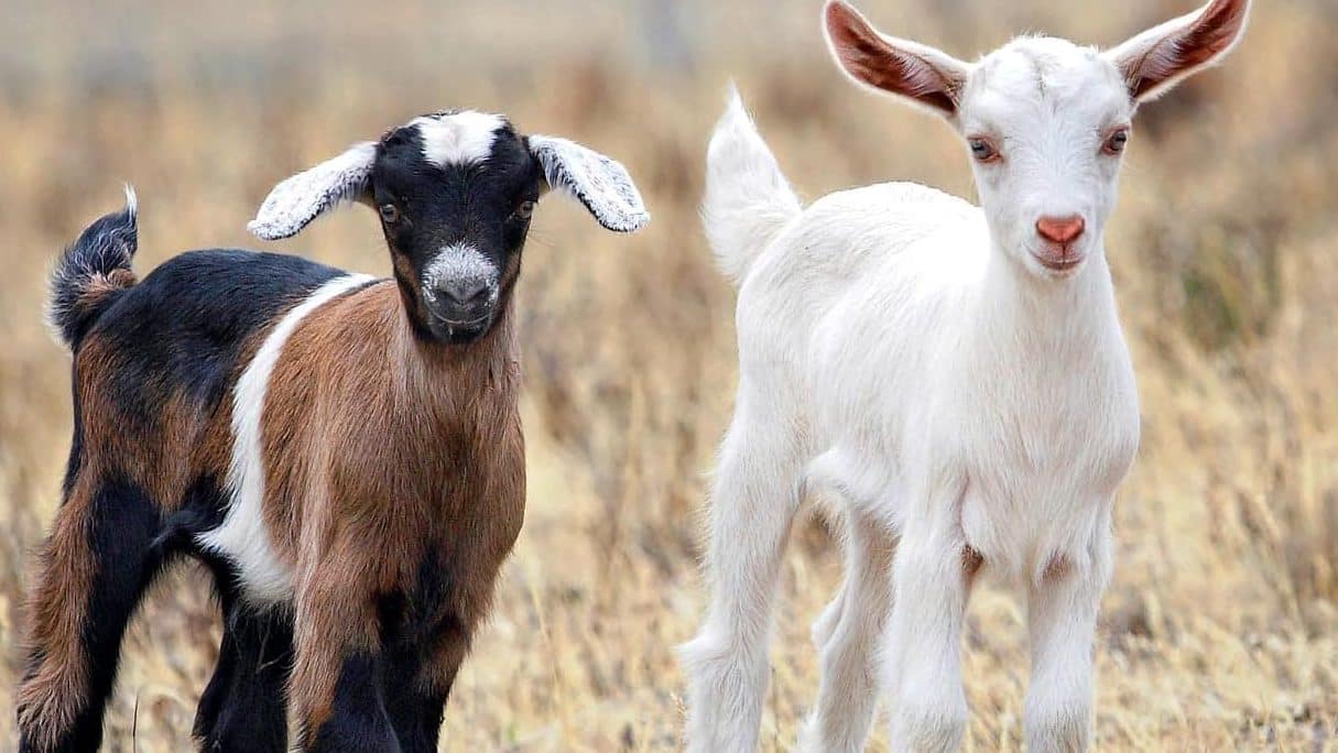 descubre las notables diferencias entre cabrito y cordero todo lo que necesitas saber