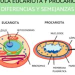 analisis de las diferencias entre celulas eucariotas y procariotas basado en la fuente apa