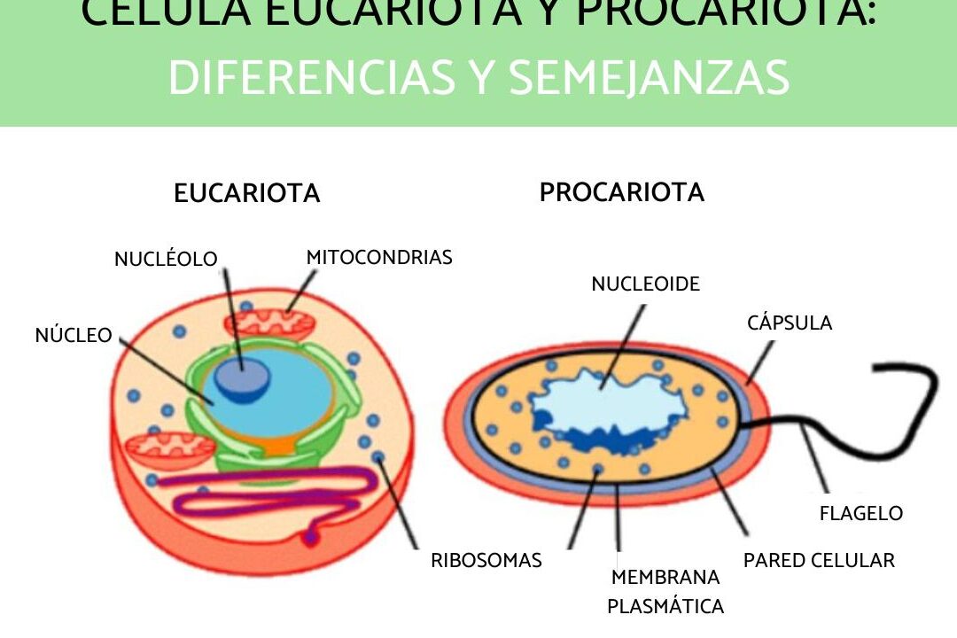 analisis de las diferencias entre celulas eucariotas y procariotas basado en la fuente apa