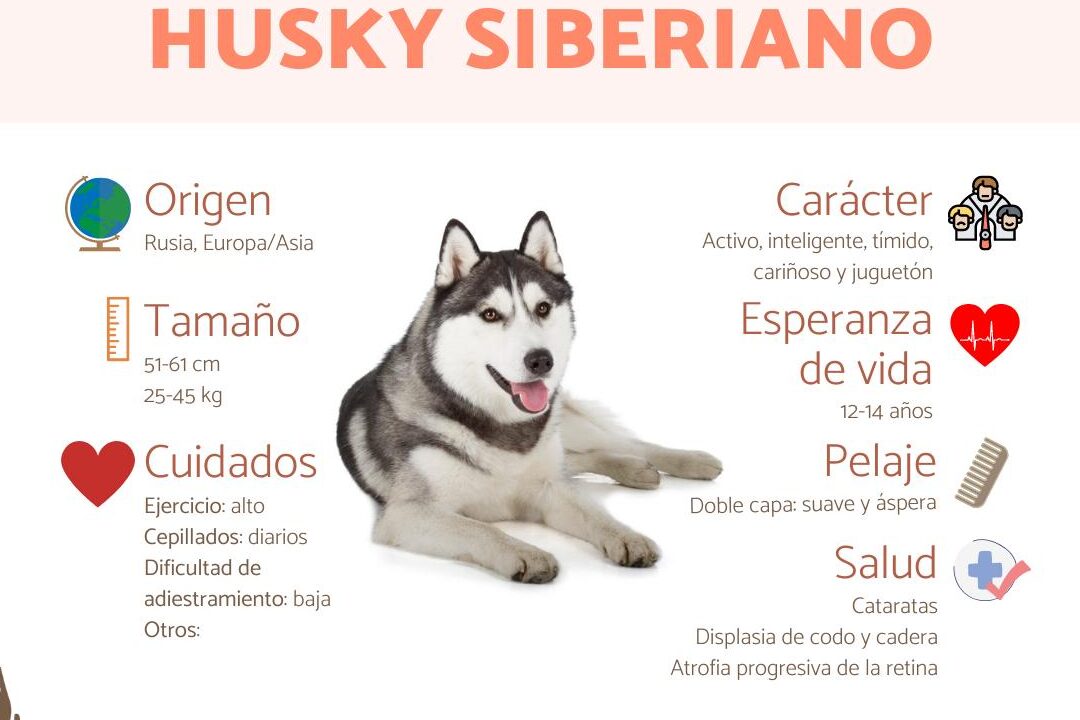 descubre las principales diferencias entre un lobo y un husky todo lo que debes saber