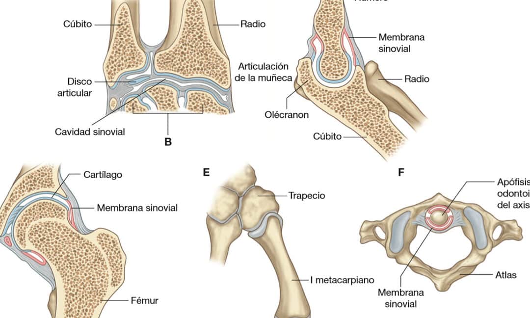 diferencias clave entre articulacion y articulacion sinovial explicacion completa