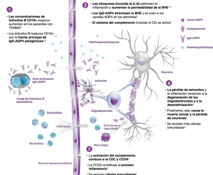 diferencias clave entre la barrera hematoencefalica y la placentaria que necesitas saber