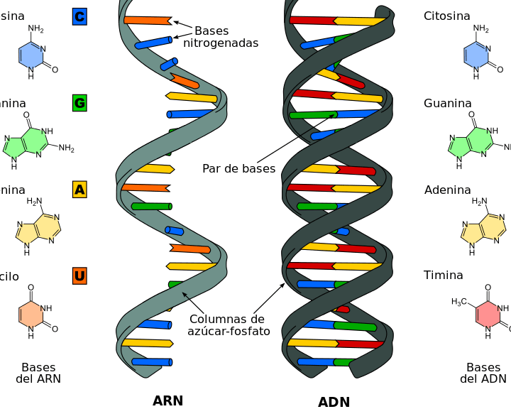 diferencias clave entre la molecula de adn y arn explorando las bases de la genetica