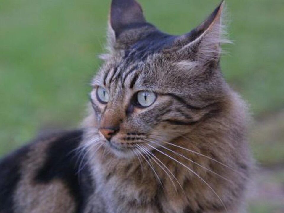 diferencias clave gatos domesticos versus leones cual es la diferencia real