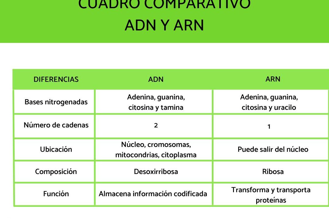 diferencias entre adn y arn guia completa para estudiantes de 2o bachillerato