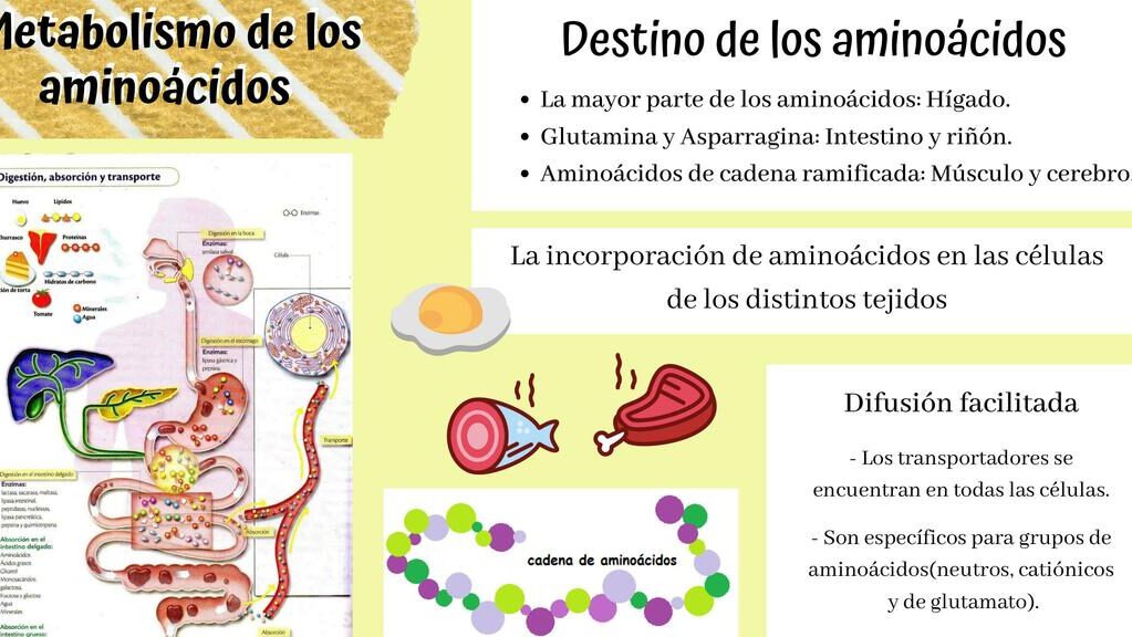 diferencias entre alanina y piruvato cual es su rol en el metabolismo y la salud