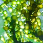 diferencias entre alga espirulina y alga ascophyllum nodosum comparativa y beneficios